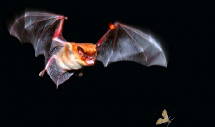 El 17 de setembre es celebra la nit dels ratpenats al Parc Natural del Delta de l'Ebre amb la col·laboració de l'entitat Picampall (imatge: picampall.wordpress.com)