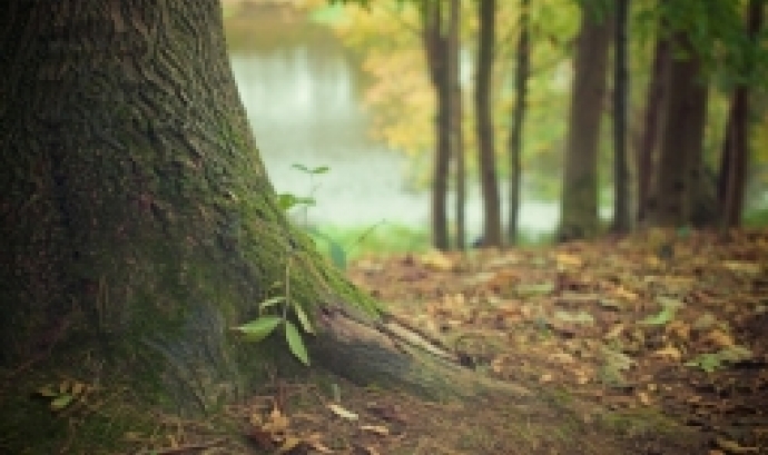 Exemple d'un detall del bosc, amb plantes que creixen al voltant del tronc d'un arbre. Font: Pixabay.