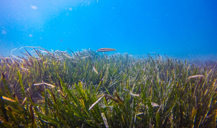 La posidònia oceànica és una espècie de planta marina responsable del 50% de l'oxigenació del litoral català. Font: Anèl·lides, serveis ambientals marins