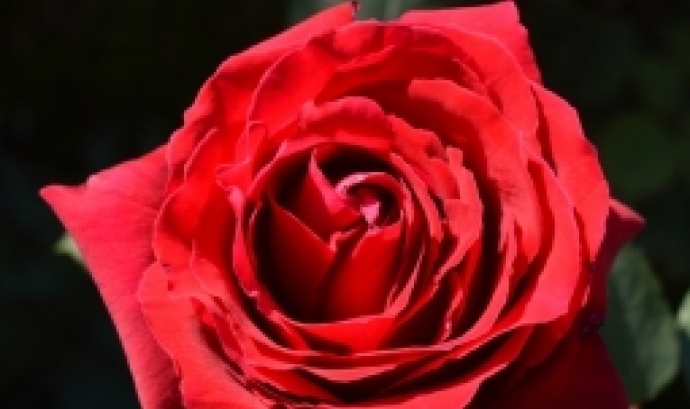 Fes que aquesta rosa amb materials reciclats.