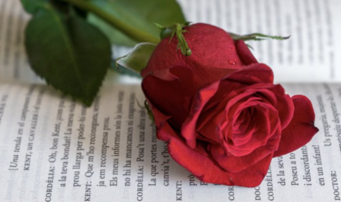 Una rosa vermella en un llibre per representar els components principals de la diada de Sant Jordi. Font: Llicència CC Unsplash
