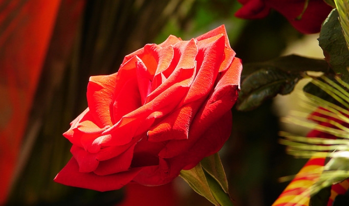 Rosa. Sant Jordi_visualpanic_Flickr