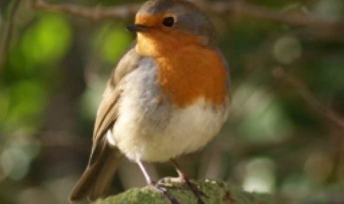 Alguns ocells que es podran observar són rossinyols, cargolets, mallerengues, abellerols o cogullades.