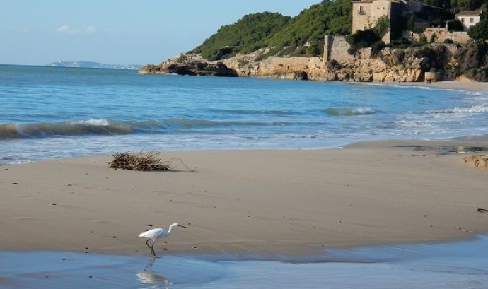 Descoberta de l'entorn natural de la platja de Tamarit amb l'Associació Mediambiental La Sínia (imatge: riugaia.cat)