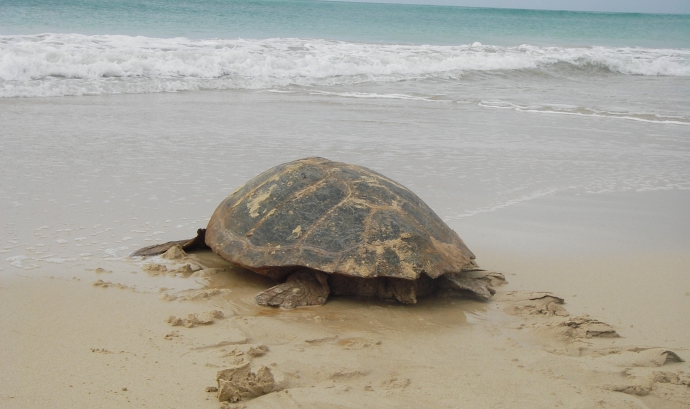 Des de l'any 2014, a la costa catalana no ha parat d'augmentar el nombre de nius de tortuga careta o babaua. Font: Xarxa per la Conservació de la Natura