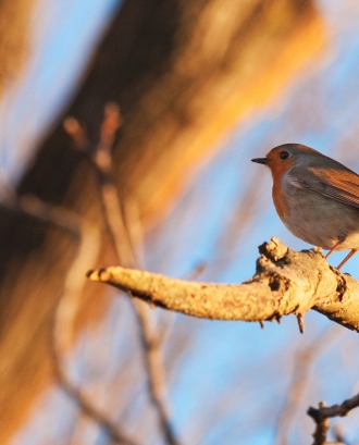 Sortida d'ornitologia al Parc Grípia-Ribatallada amb l'Adenc  (imatge: flickr/michelecatania)