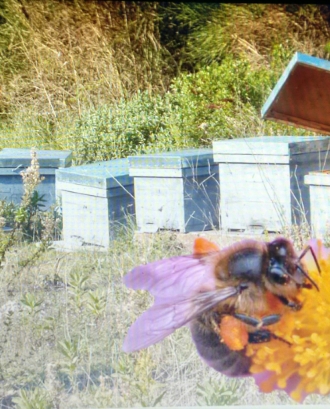 Les abelles de la mel al Turó de Montcada (imatge: Acer Associació)
