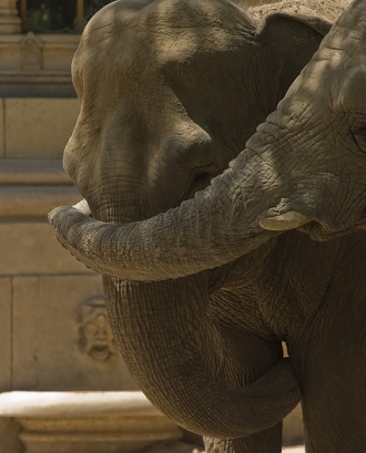 Abraçada entre dos elefants. Cooperació_Shina._Flickr