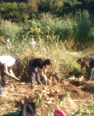 Voluntaris ambientals durant una jornada d'extracció de canya (Imatge:Adenc)