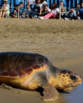 Alliberament de tortugues marines a L'Ametlla de mar dijous 5 de juliol