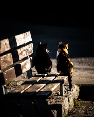 Dos gats junts sobre un banc_Dani Vázquez_Flickr