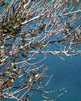 Fulles d'un arbre i el mar de fons. Biodiversitat_la veu de Nanuk_Flickr