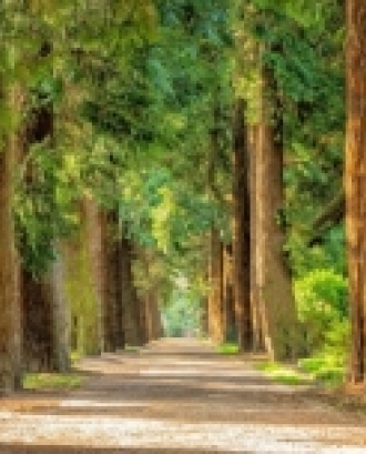 Avinguda d'arbres en un bosc en representació dels ecosistemes. Font: Pixabay