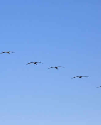 Ocells volant en grup. Cooperació_Don McCullough_Flickr