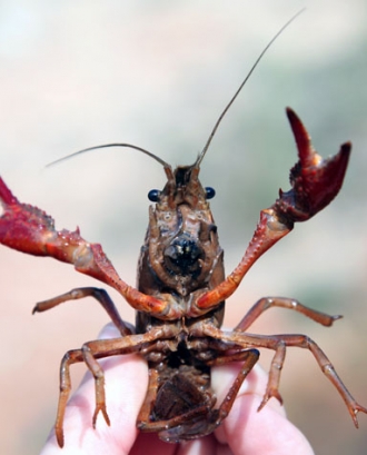 El cranc de riu americà (Procambarus clarkii) és una espècie invasora (imatge: assoc-cen.org)