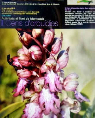 Cens d'orquídies al Turó de Montcada (imatge: Acer Assocciació)