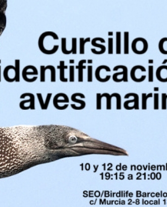 Curs d'identificació d'aus marines amb Seo Bird Life (imatge:glseobarcelona)