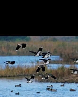 Setena edició del cens d'aus hivernants al Delta del Llobregat de Depana (imatge:depana.org)