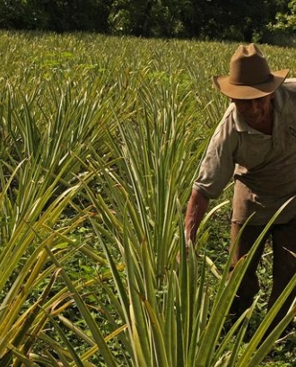 Desenvolupament econòmic amb l'agricultura. Font: PNUD El Salvador (flickr)
