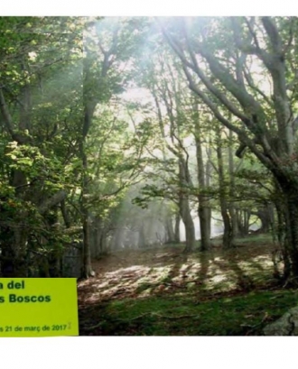 Jornada tècnica Dia Mundial dels Boscos  (imatge: creaf)