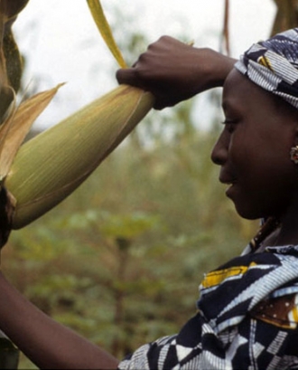 Dona africant treballant. Font: IITA Image Library (Flickr)