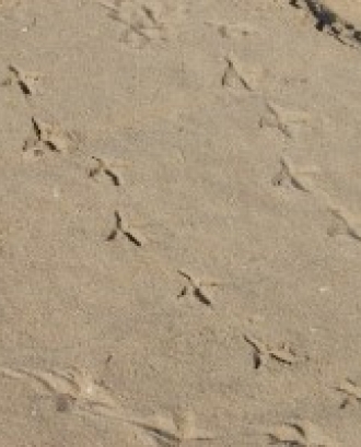 Rastres d'animals a les dunes (imatge: gepec.cat)