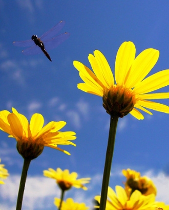 Mosquits volant sobre flors. Participació i autonomia_I'mBatman_Flickr