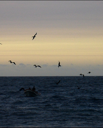 Ocells volant sobre el mar. Fronteres_Emi ♫_Flickr