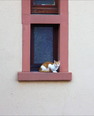 Un gat en una finestra demanant ajuda_loop_oh (Flickr)
