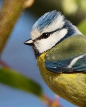 Curs Flash d'ornitologia al Parc del Castell de Montesquiu