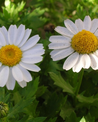 Dues flors iguals i diferents_grivas2k_Flickr