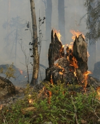 Bosc incendiant-se en representació de la jornada tècnica de mesures d'autoprotecció cap a incendis. Font: Llicència CC Pixabay