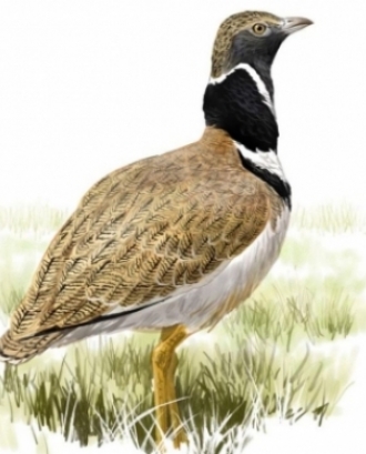 Imatge d'un ocell representatiu que il·lustra el cartell de la 8a Jornada SOCC.