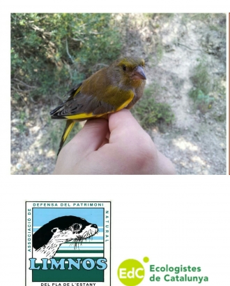 Anellament científic d'ocells amb Limnos (imatge: limnos.org)
