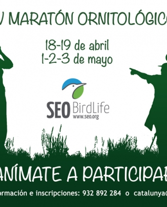 1, 2 i 3 de maig, marató ornitològica amb Seo Bird Life (Imatge: seo.org)