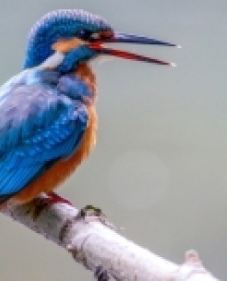 Exemple d'un Martí Pescaire, per il·lustrar l'anellament d'ocells als estanyols del Mas Margall. Font: Pixabay.