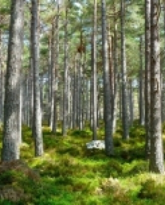 Imatge d'un bosc en representació de la jornada de presentació de projectes d’educació i sensibilització ambiental. Font: Pixabay