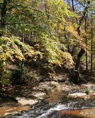 Bosc i riu al Montsent. Font: Wikipèdia Autor: Pixel