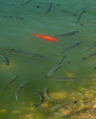 Peix vermell diferent a la resta_Bichuas (E. Carton)_Flickr