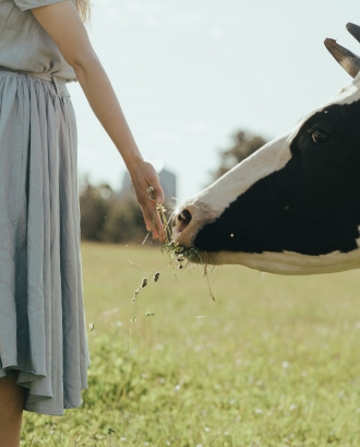 Noia donant de menjar a una vaca. Font: Pexels - cottonbro studio