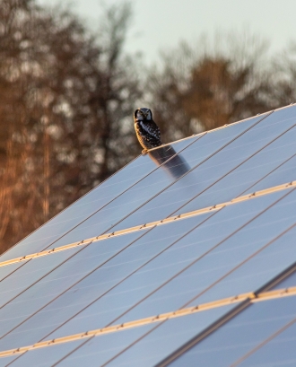 Plaques solars i mussol en una teulada. Font: Pexels - Erik Karits