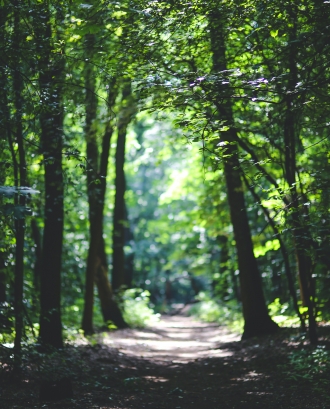 Camí dins d'un bosc. Font: Pexels - Kaboompics .com