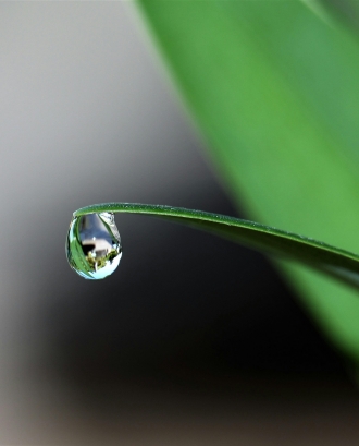 Gota d'aigua en una fulla. Font: Pixabay