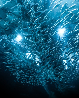 Banc de peixos en el mar. Font: Pexels - Thiago Pentagna