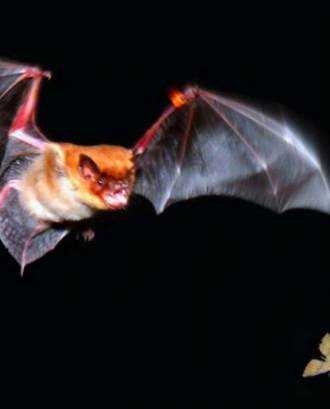 El 17 de setembre es celebra la nit dels ratpenats al Parc Natural del Delta de l'Ebre amb la col·laboració de l'entitat Picampall (imatge: picampall.wordpress.com)