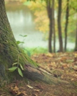 Exemple d'un detall del bosc, amb plantes que creixen al voltant del tronc d'un arbre. Font: Pixabay.