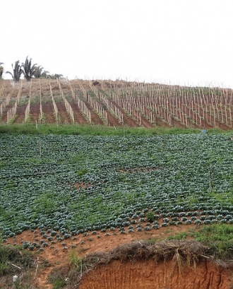 Plantació agrícola_São José do Vale do Rio Preto - RJ_Flickr