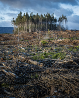 Imatge d'un bosc calcinat en representació de la situació d'emergència climàtica. Font: Llicència CC Unsplash