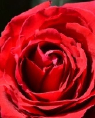 Fes que aquesta rosa amb materials reciclats.