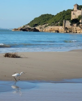 Sortida per descobrir els valors naturals de la platja de Tamarit (imatge: riugaia.cat)